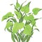 Green Tropical Plant Wall Stencil | 1737 by Designer Stencils | Animal & Nature Stencils | Reusable Art Craft Stencils for Painting on Walls, Canvas, Wood | Reusable Plastic Paint Stencil for Home Makeover | Easy to Use & Clean Art Stencil